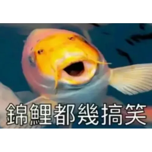 錦鯉 - Sticker 13
