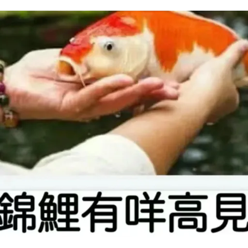 錦鯉 - Sticker 12