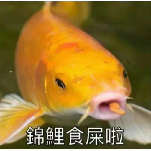 錦鯉 - Sticker 20