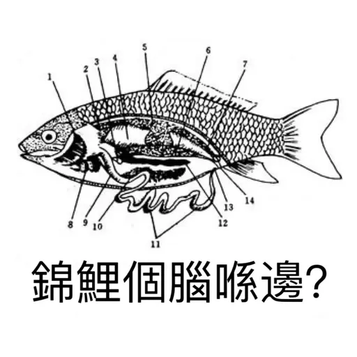 錦鯉 - Sticker 21