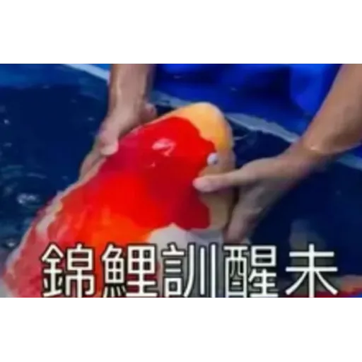錦鯉 - Sticker 14
