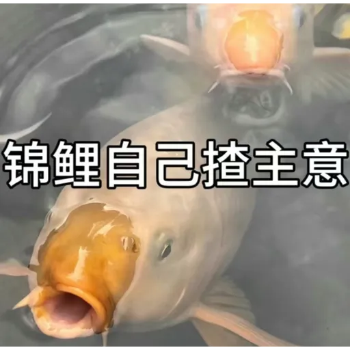 錦鯉 - Sticker 24