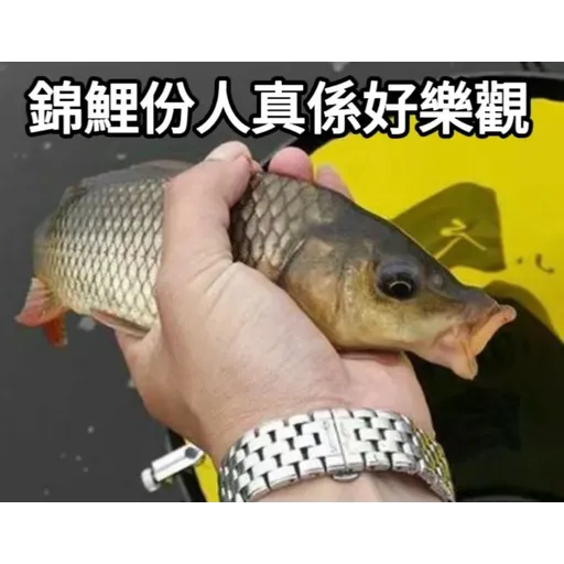 錦鯉 - Sticker 25