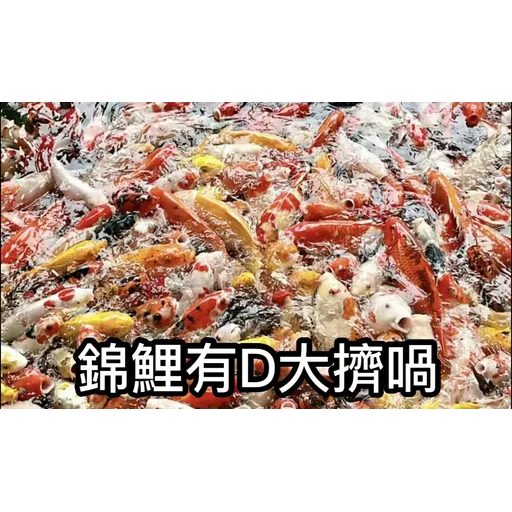 錦鯉 - Sticker 9