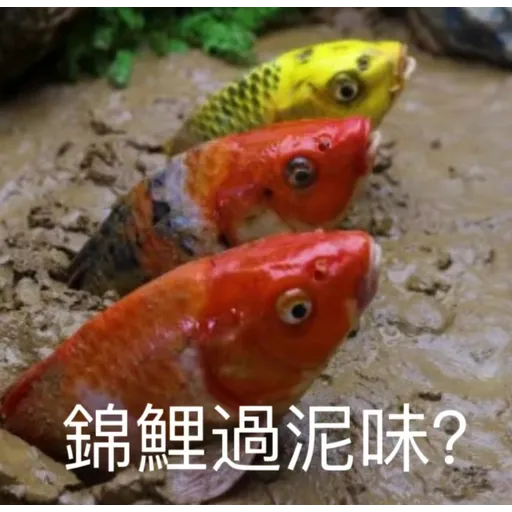 錦鯉 - Sticker 26