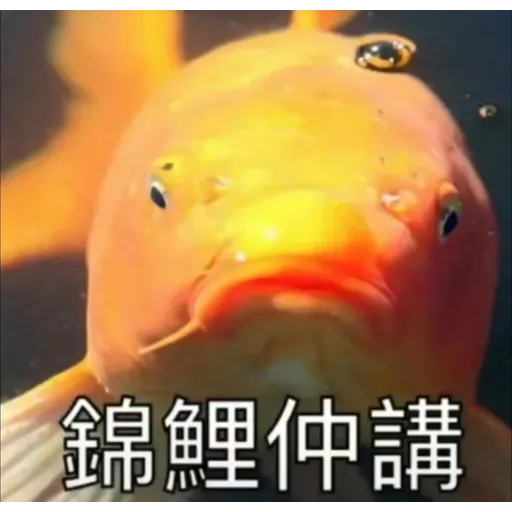 錦鯉 - Sticker 16