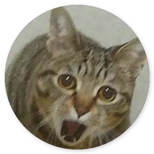 Stupid cats - Sticker 11