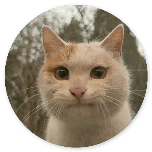 Stupid cats - Sticker 25