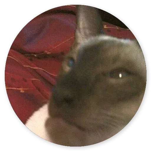 Stupid cats - Sticker 13