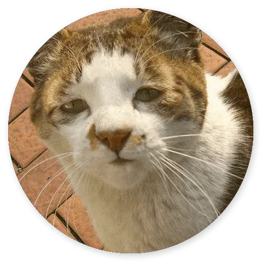 Stupid cats - Sticker 9