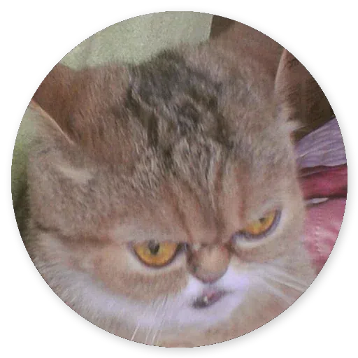 Stupid cats - Sticker 10