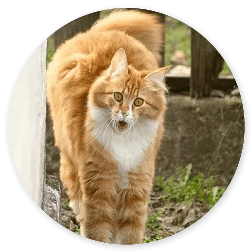 Stupid cats - Sticker 27