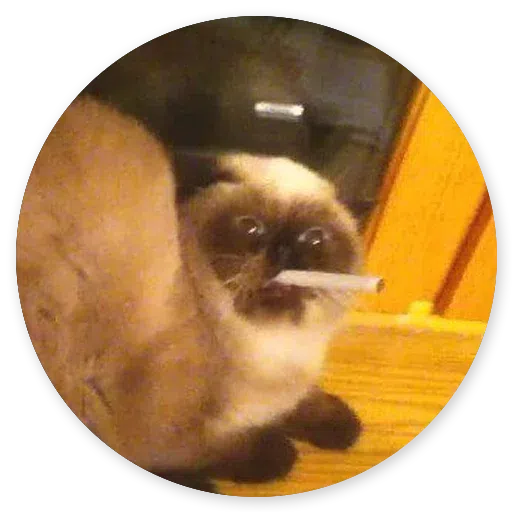 Stupid cats - Sticker 21
