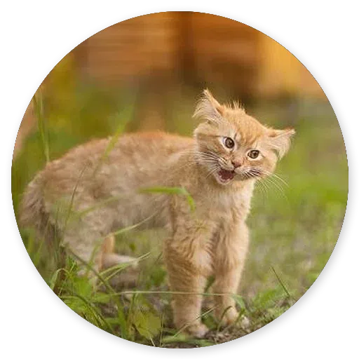Stupid cats - Sticker 23