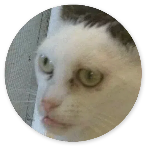 Stupid cats - Sticker 19