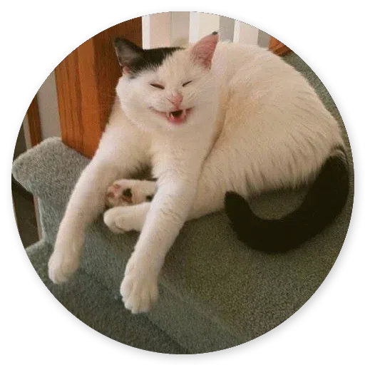 Stupid cats - Sticker 16