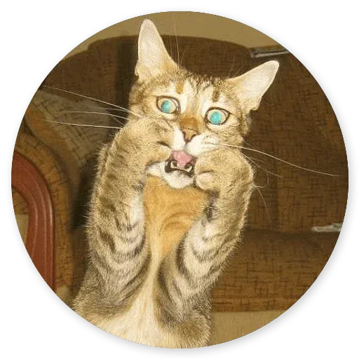 Stupid cats - Sticker 26