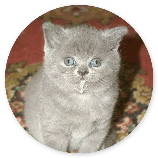 Stupid cats - Sticker 24