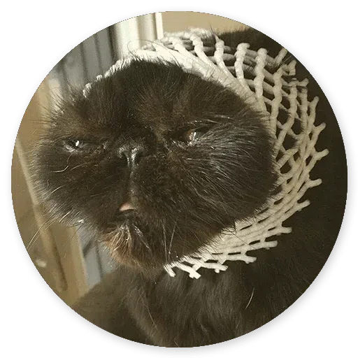 Stupid cats - Sticker 12
