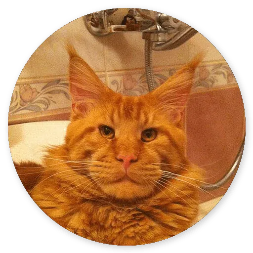 Stupid cats - Sticker 14