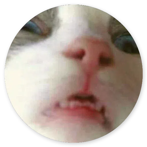 Stupid cats - Sticker 17