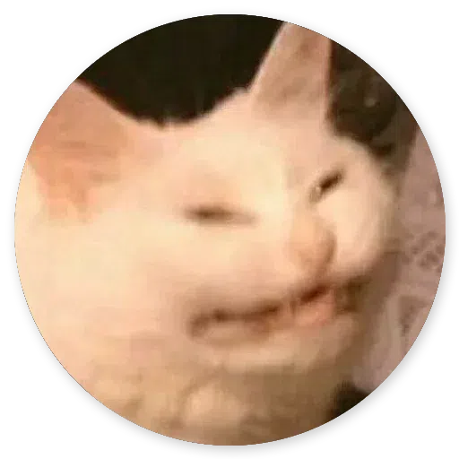 Stupid cats - Sticker 18