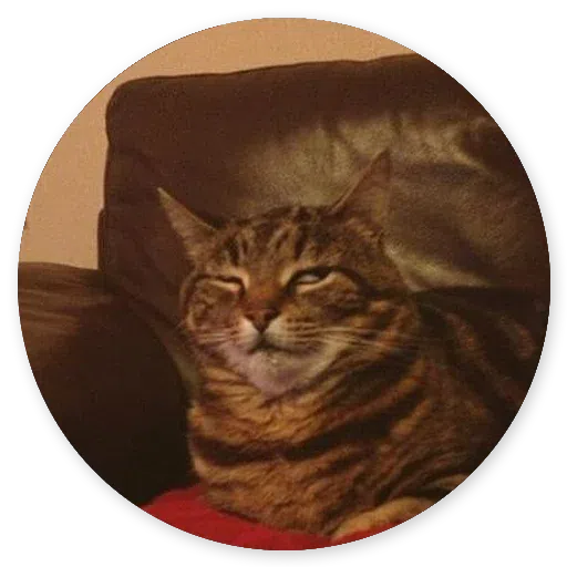 Stupid cats - Sticker 15