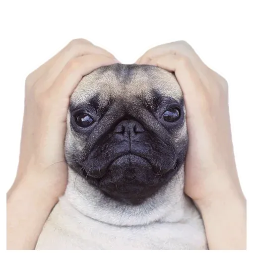 MeetPugs - Sticker 10