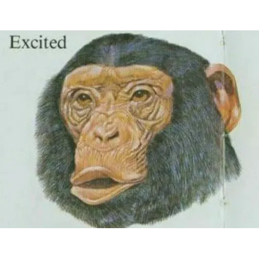 Gormiti diocane - Sticker 23