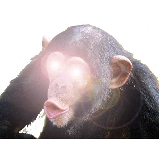 Gormiti diocane - Sticker 20