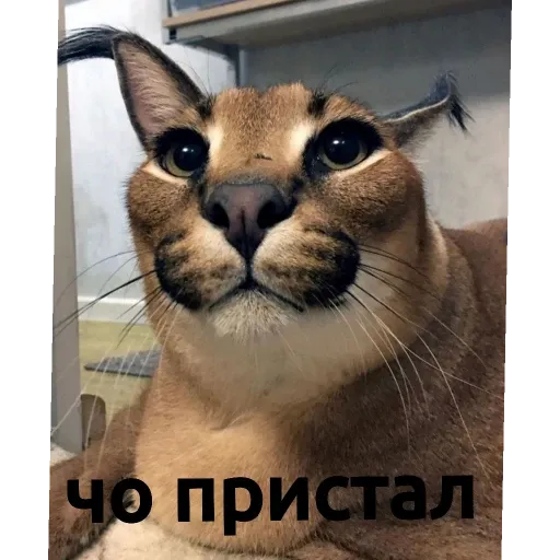 шлепа - Sticker 11