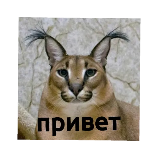 шлепа - Sticker 12