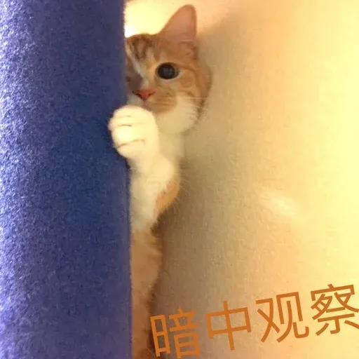 CuteCat2 - Sticker 29