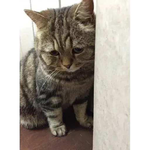 gAtOs - Sticker 16