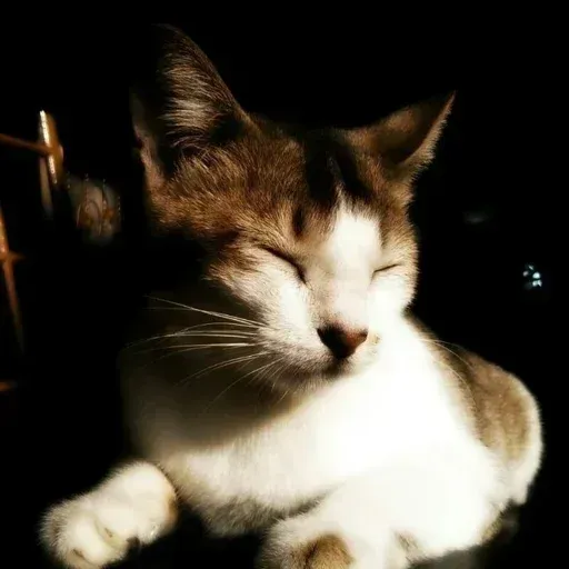 gAtOs - Sticker 21