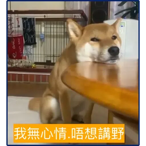 柴犬 - Sticker 14