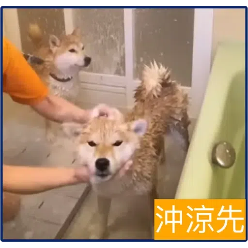 柴犬 - Sticker 11