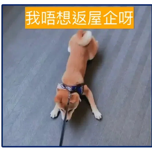 柴犬 - Sticker 12