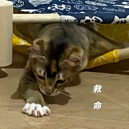 金絲貓2 - Sticker 11