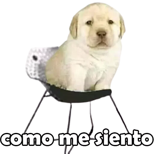 Chistes - Sticker 9