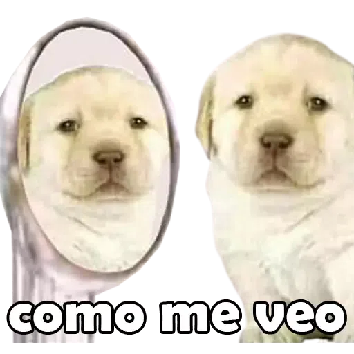 Chistes - Sticker 10
