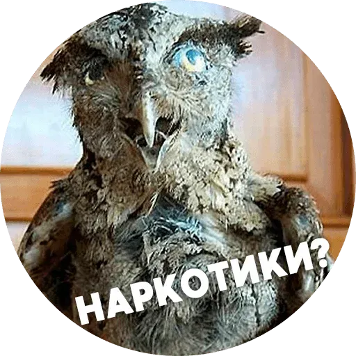 Птицы тупицы - Sticker 14