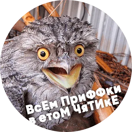 Птицы тупицы - Sticker 9