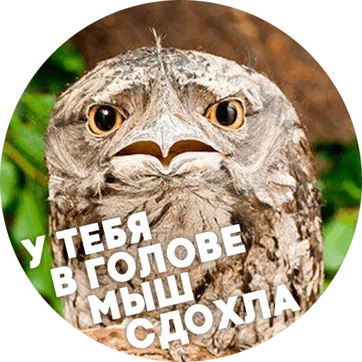 Птицы тупицы - Sticker 16