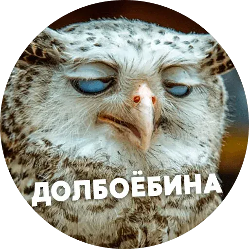 Птицы тупицы - Sticker 17