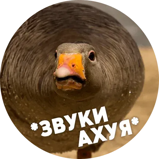 Птицы тупицы - Sticker 10