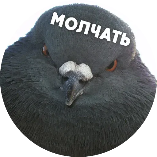 Птицы тупицы - Sticker 15