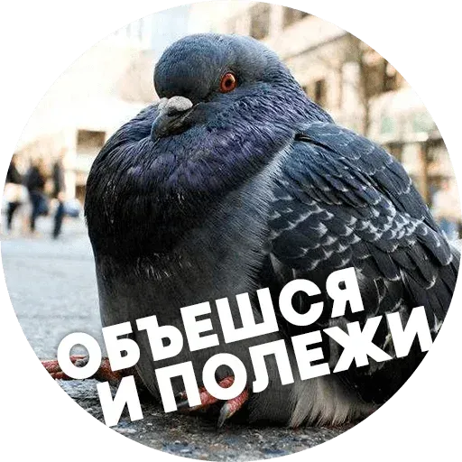 Птицы тупицы - Sticker 12
