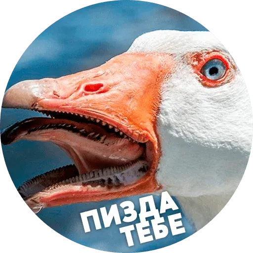 Птицы тупицы - Sticker 13