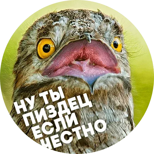 Птицы тупицы - Sticker 11
